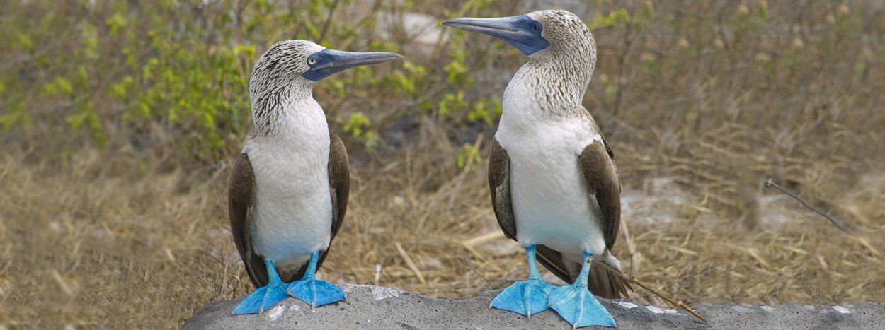 Info peru