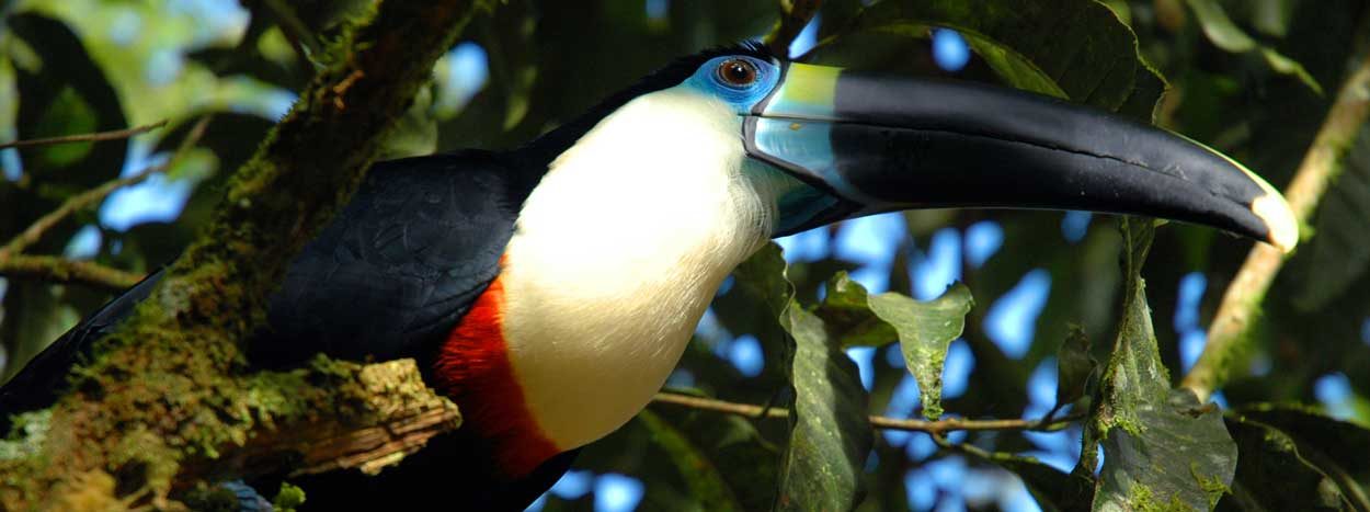 https://www.inkareisen.de/wp-content/uploads/2014/11/anakonda-ecuador-tucan-1-1250x467.jpg