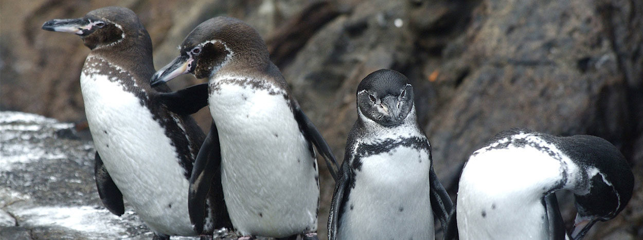 https://www.inkareisen.de/wp-content/uploads/2014/11/galapagos-pinguine-1-1250x467.jpg