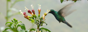 Kolibri Peru